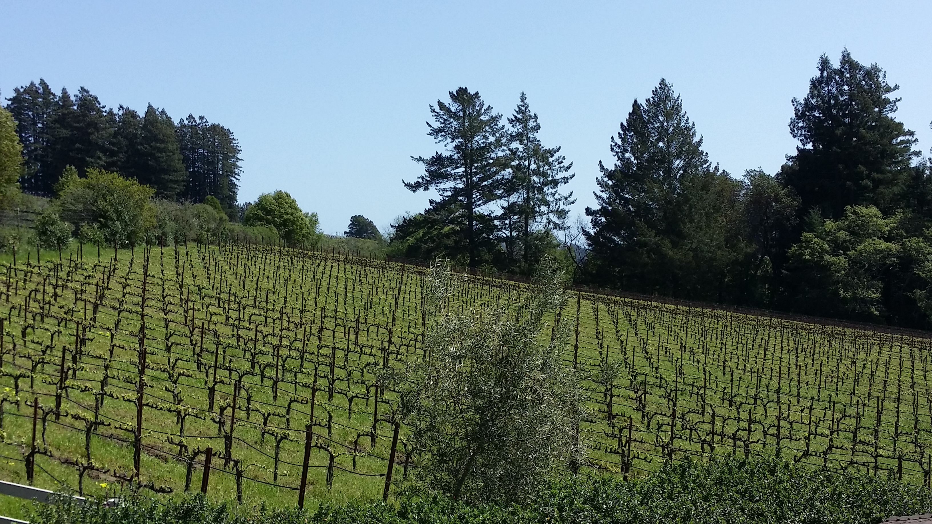 Ferguson Vineyards